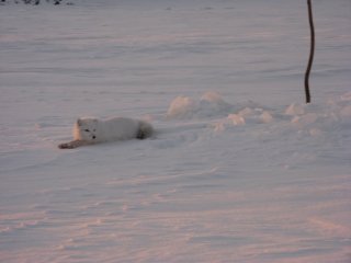 18.11.2019 На Норилке смотрящий лунок.JPG