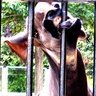 Креативный Директор