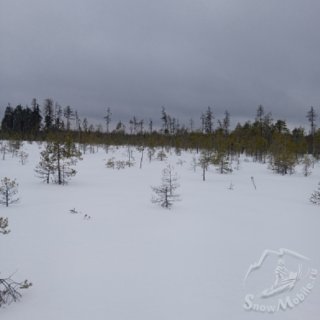 выруба с листвой.jpg