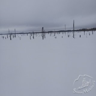 лес прошлых времён.jpg